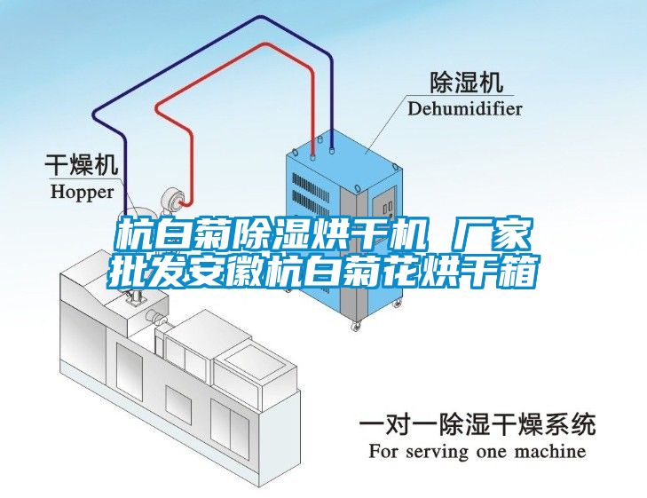 杭白菊除濕烘干機 廠家批發安徽杭白菊花烘干箱